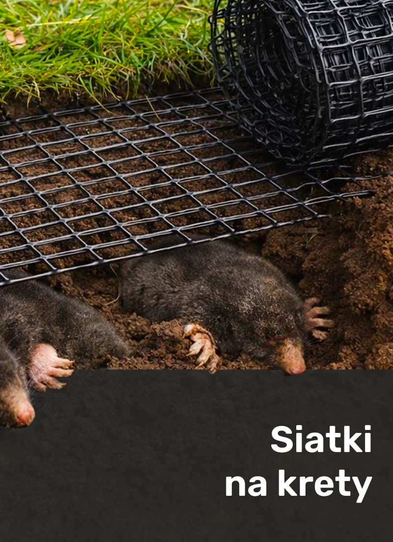 Grafiki Heckermann — strona www — zdjęcie 9