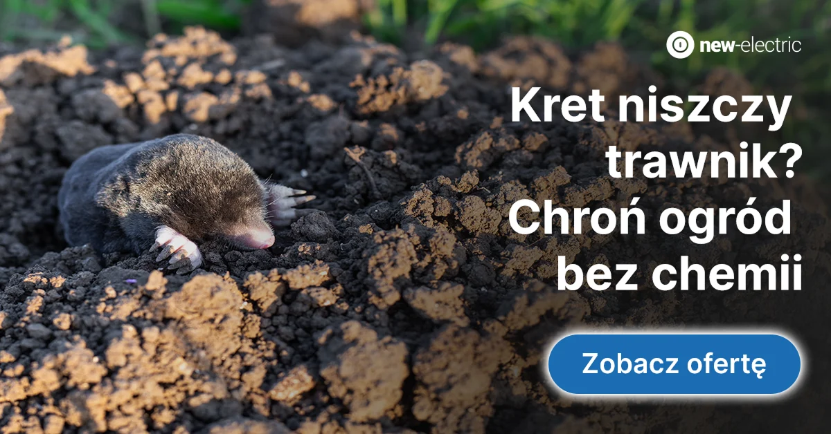 New-electric — Google Ads — zdjęcie 4