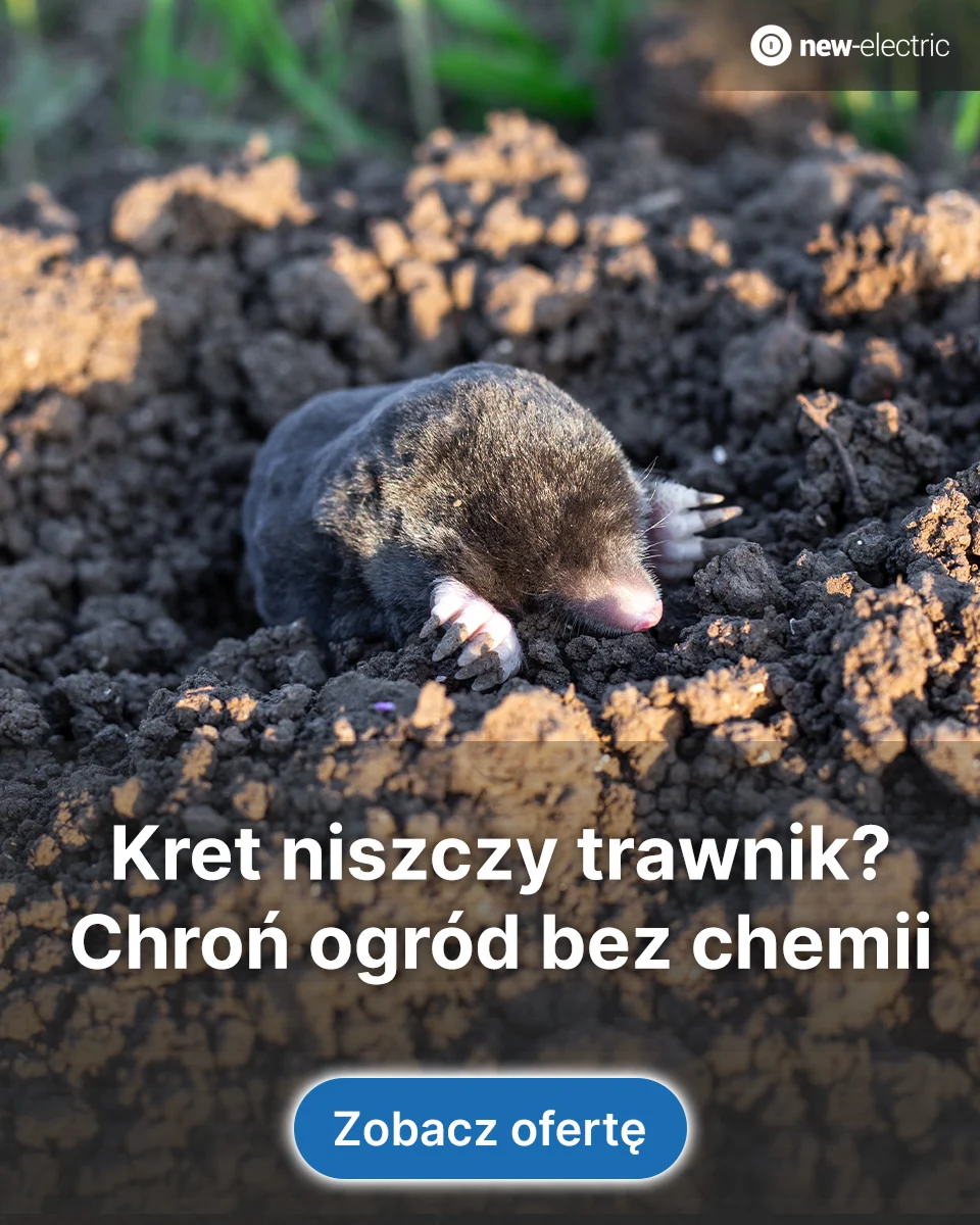 New-electric — Google Ads — zdjęcie 5