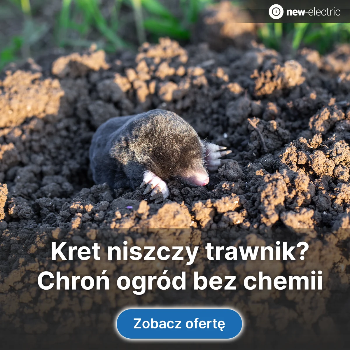 New-electric — Google Ads — zdjęcie 6